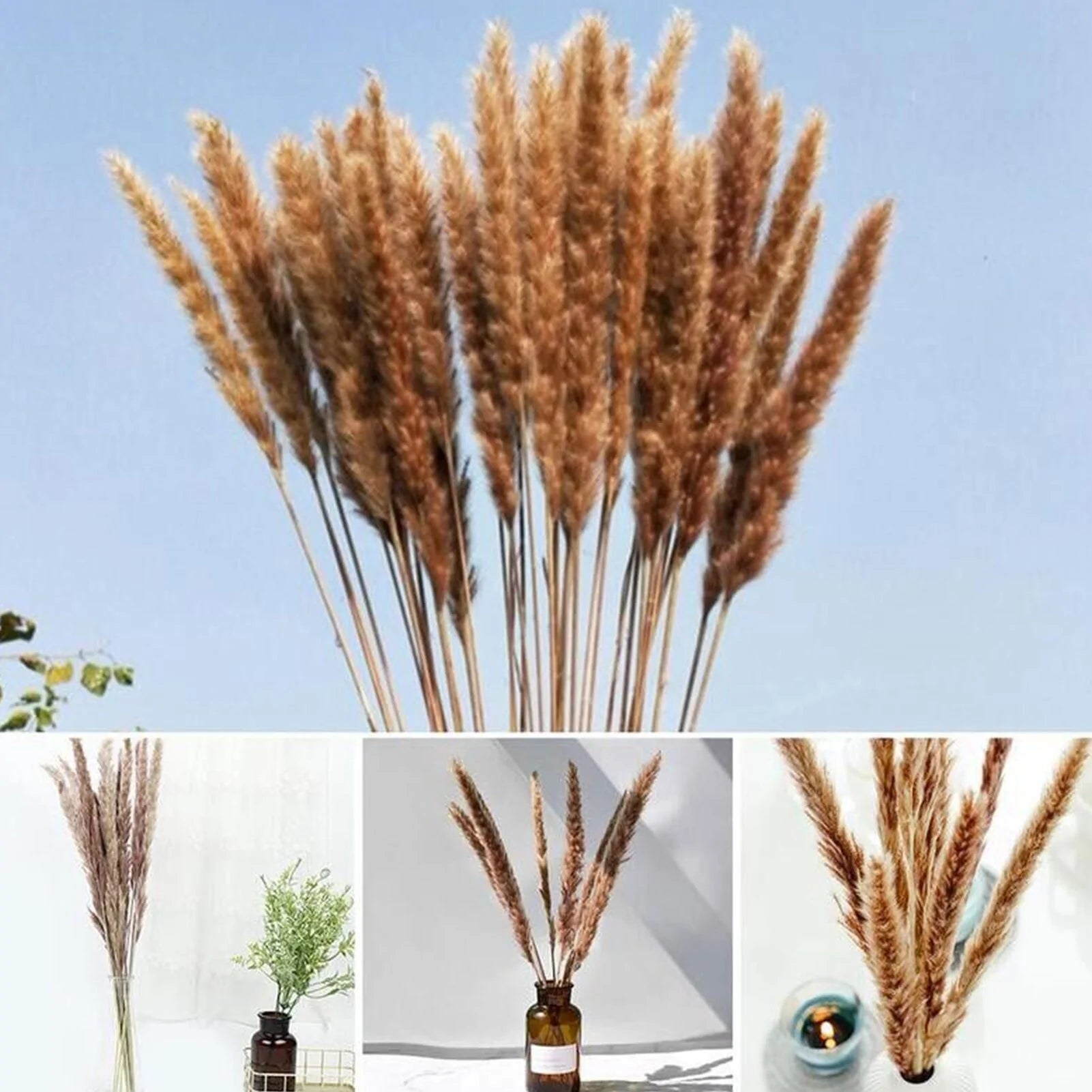 15 Natural Dried Pampas Grass Phragmites for Home and Wedding Decor