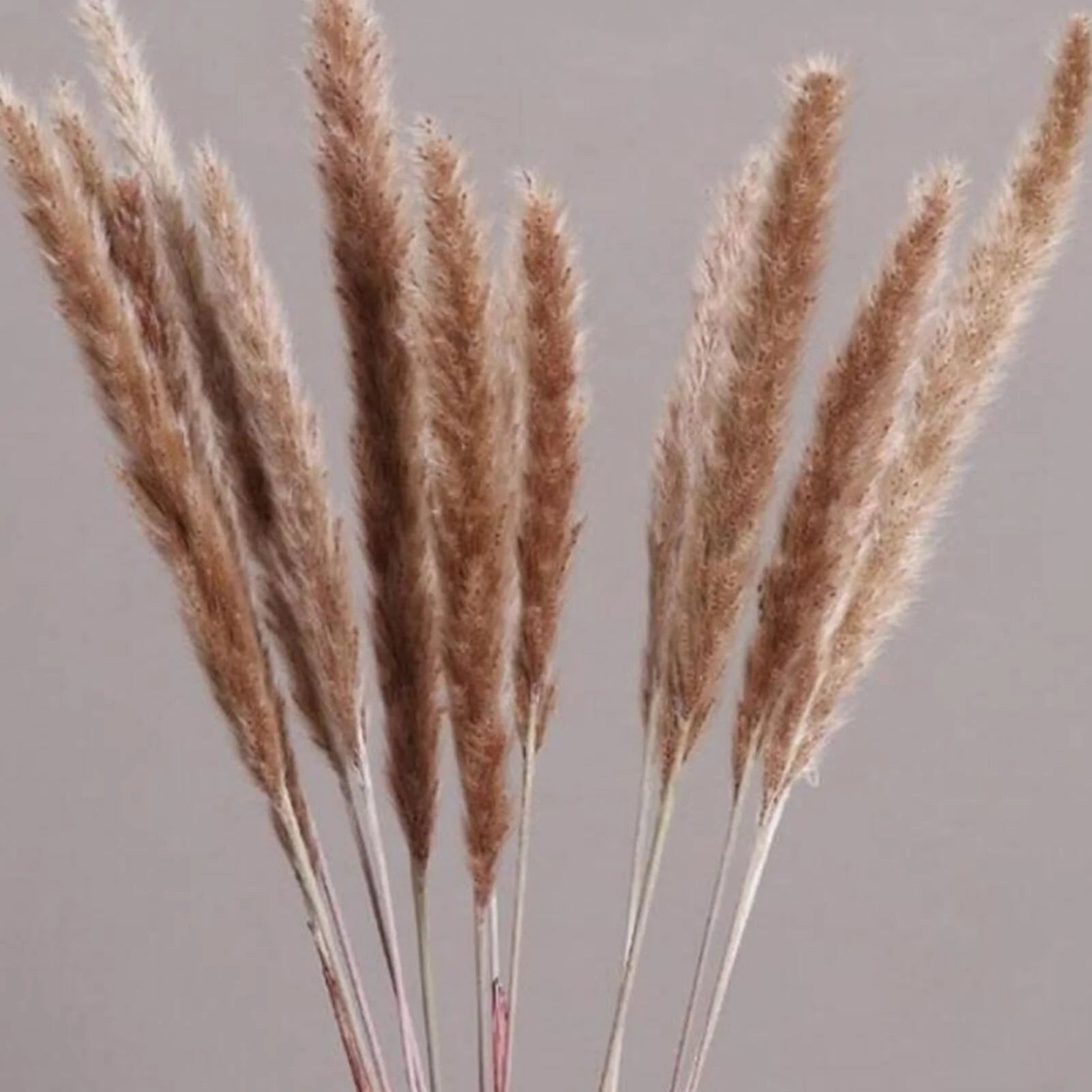 15 Natural Dried Pampas Grass Phragmites for Home and Wedding Decor