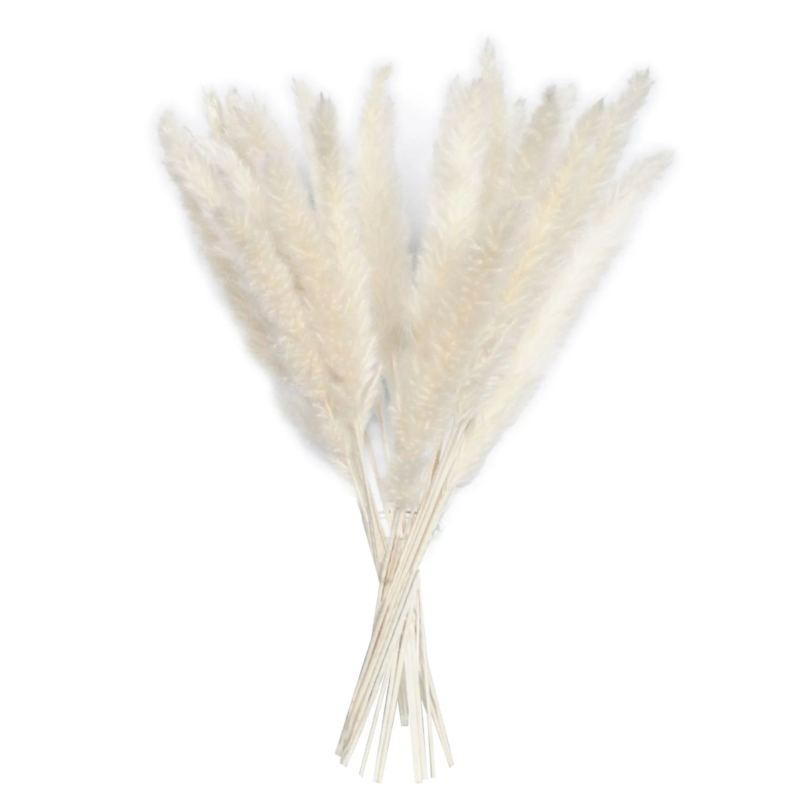 15 Natural Dried Pampas Grass Phragmites for Home and Wedding Decor