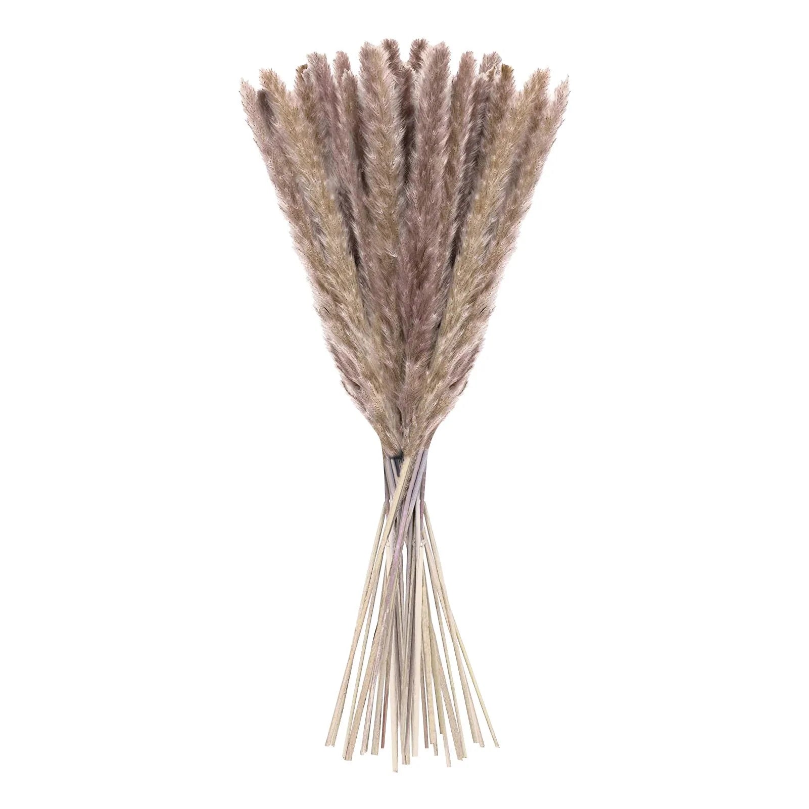 15 Natural Dried Pampas Grass Phragmites for Home and Wedding Decor